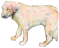 Gaddi