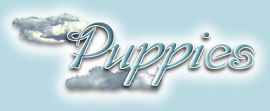 Available Puppies