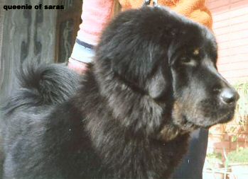 Queenie of Saras