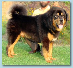 Gaddi Dog Breed